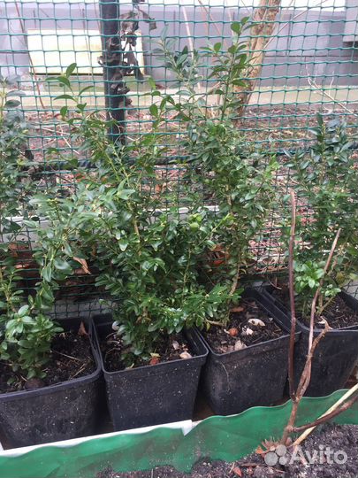 Цветы,самшиты