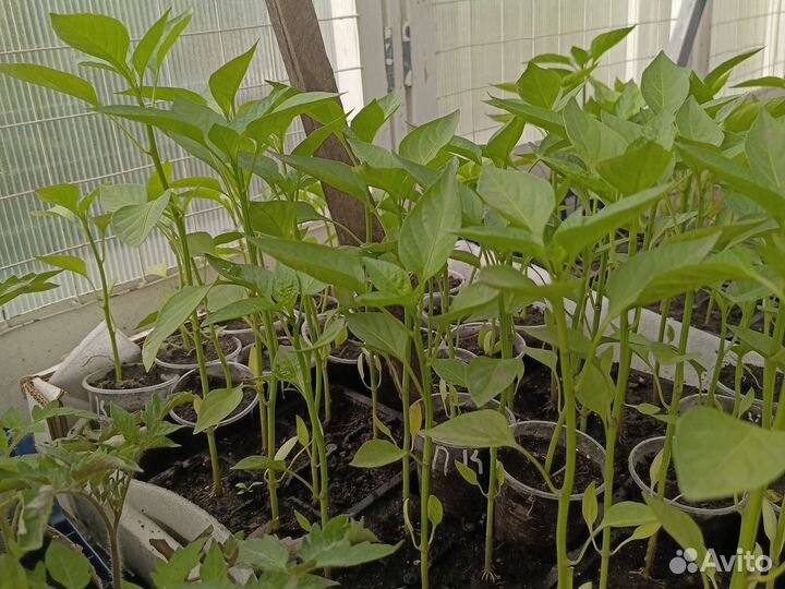 Рассада помидор перцев и капусты