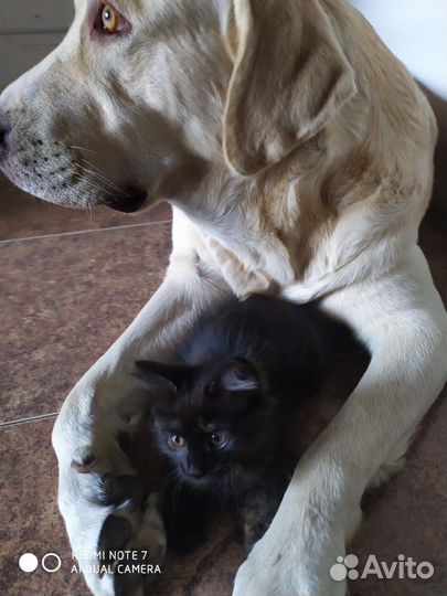 Котенок в добрые руки