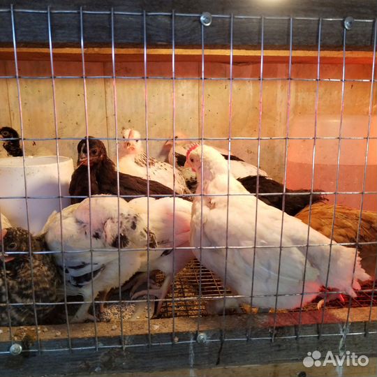 Цыплята подрощенные (петрушки)