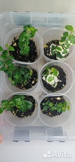 Фикусы карликовые пумила, мокламе