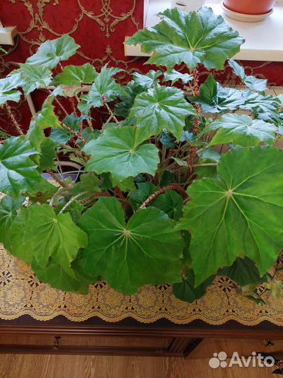 Домашние цветочки