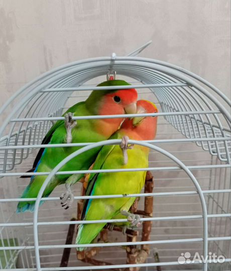 Птенцы попугая неразлучника