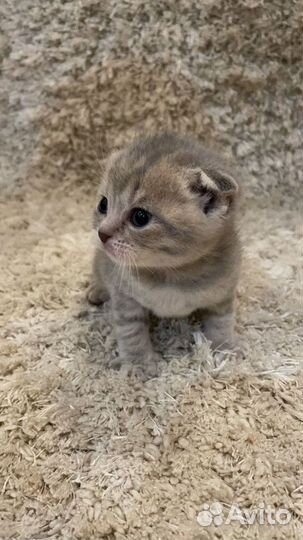 Шотландские котята
