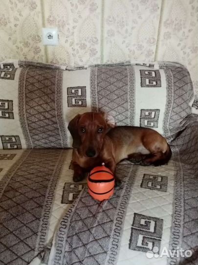 Такса мальчик вязка