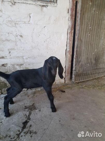 Нубийские козлята