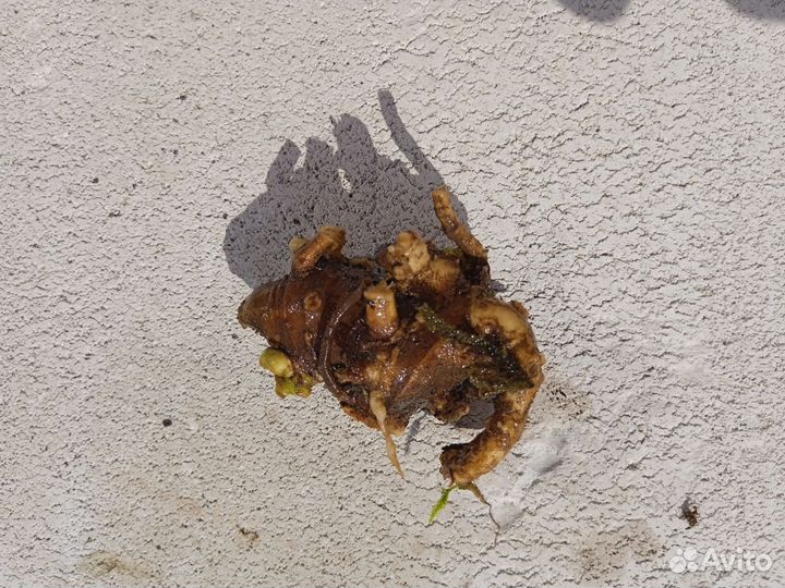 Мандрагора