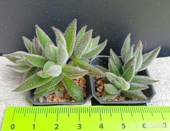 Суккуленты крассулы