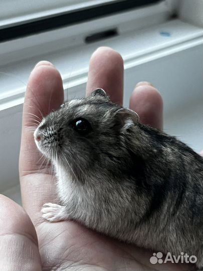 Джунгарский хомяк бесплатно