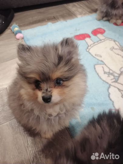 Немецкий шпиц девочка