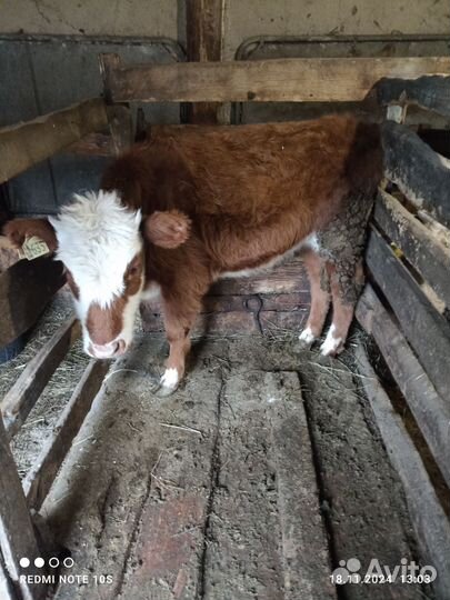 Продам телку