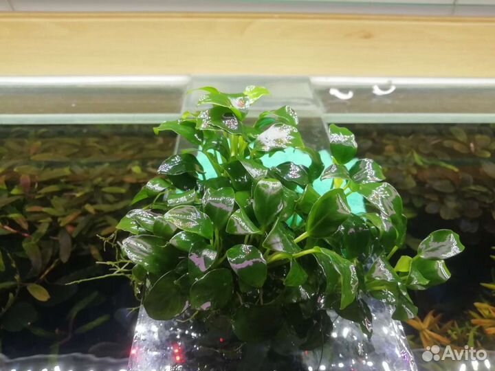 Sulawesi Kardinal.Taiwan. P.B.L