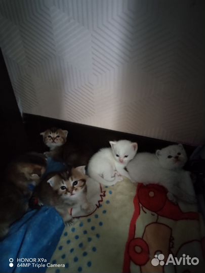 Котята от Шотландского кота и персидской кошки