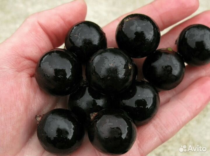 Саженцы черной смородины