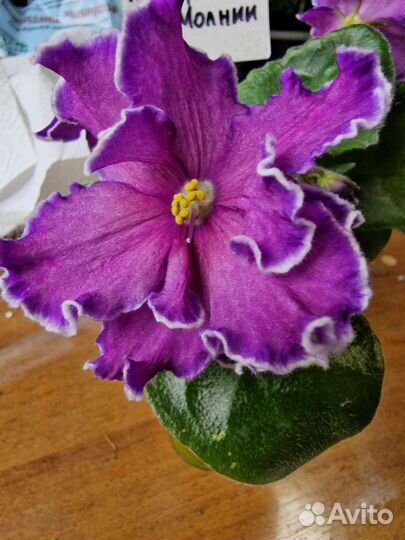 Фиалк сортовые цветущие с названиями сортов