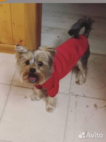 Щенки йоркширского терьера