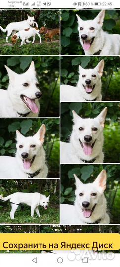 Метис швейцарской овчарки