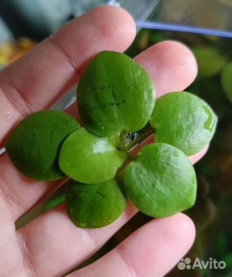 Лимнобиум - аквариумное плавающее растение