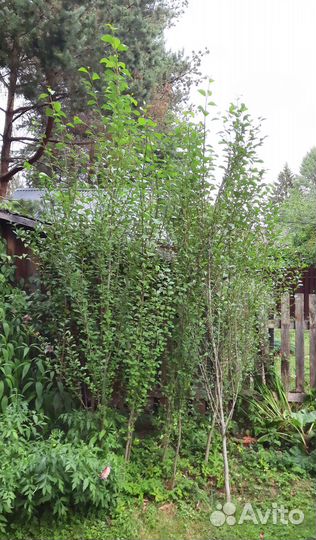 Китайский тополь