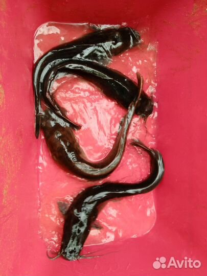 Сом африканский на зарыбление водоёма