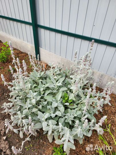 Семена, рассада, удобрения