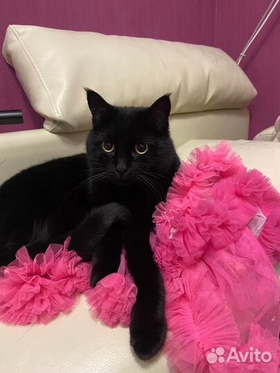 Кот в добрые руки