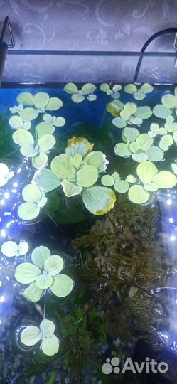 Пистия аквариумное растение