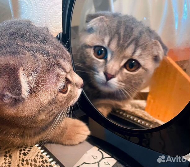 Шотландская