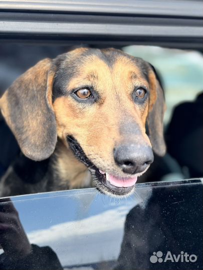 Собака в добрые руки