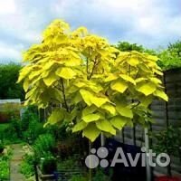 Семена лиственных растений