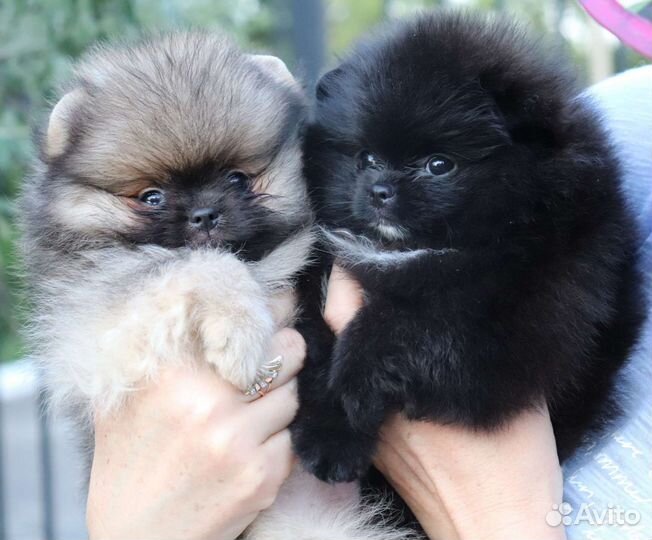 Счастье в дом