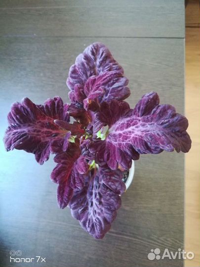 Колеус Блюме Блэк Драгон