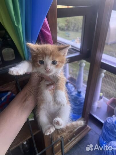 Кошка в дар