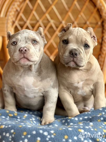 Щенки Американского булли