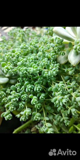 Седум японика и другие суккуленты