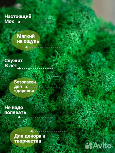 Панно стабилизированный мох ягель декор настенный