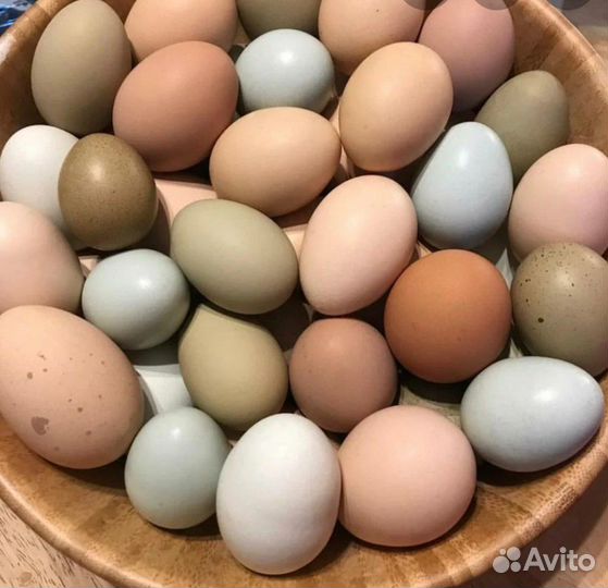 Инкубационное яйцо