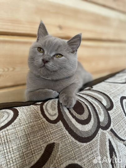 Вязка