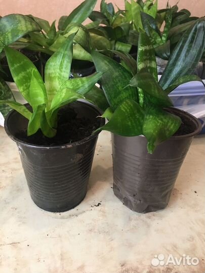 Сансевиерия отростки