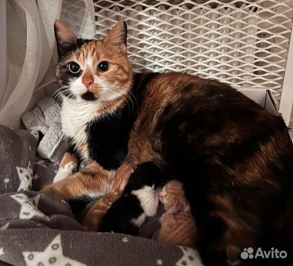 Потрясающей красоты кошечка ищет дом