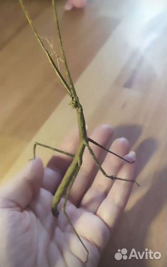 Аннамские палочники