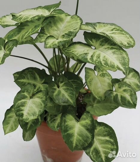 Сингониум, хойя, папортник, традиск