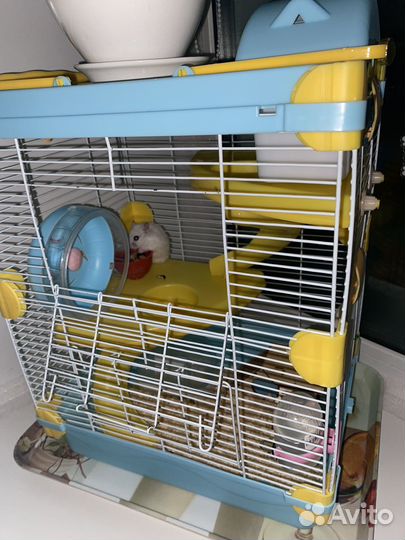 Джунгарский хомяк с клеткой