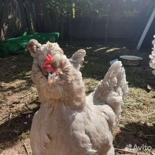 Петух лавандовой арауканы английской селекции