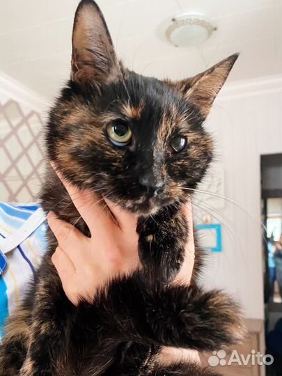 Ласковая, преданная кошка окрас черепашки