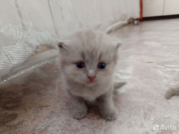 Шотландская кошка