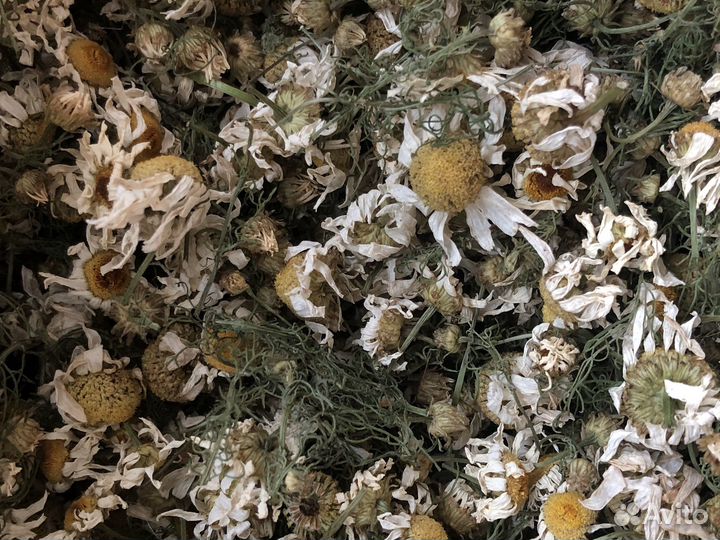 Ромашка сушеная