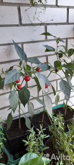 Перец острый, гранат, гибискус, пахист, к.герань