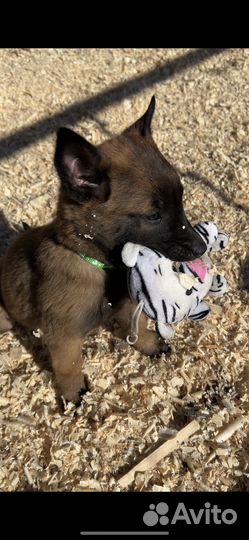 Щенки бельгийской овчарки малинуа из питомника