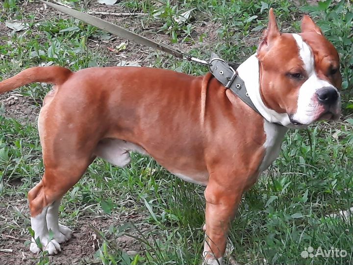 Вязка собак амстаф